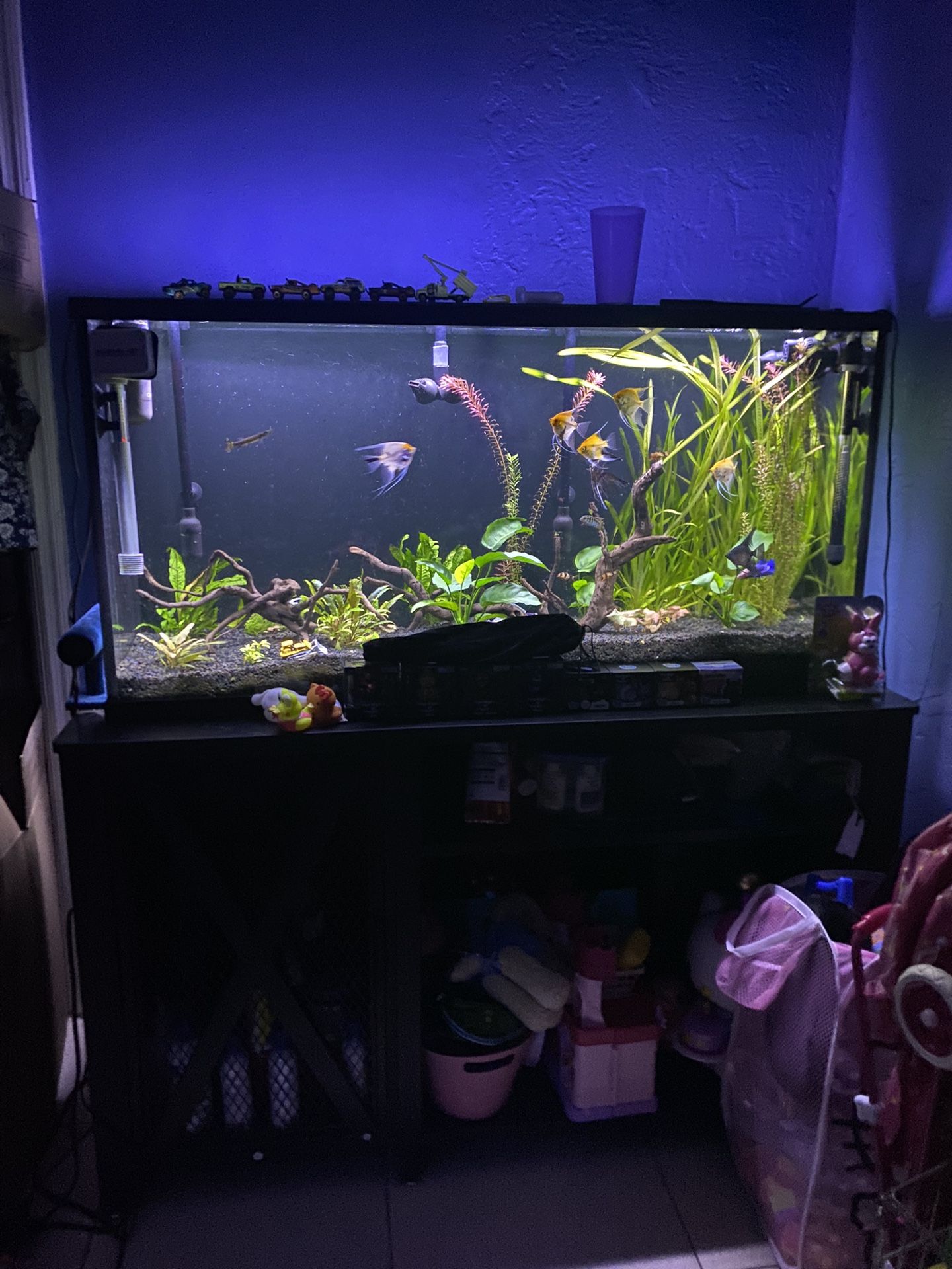 55 Gallon Fish Tank