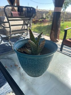 Aloe Plant