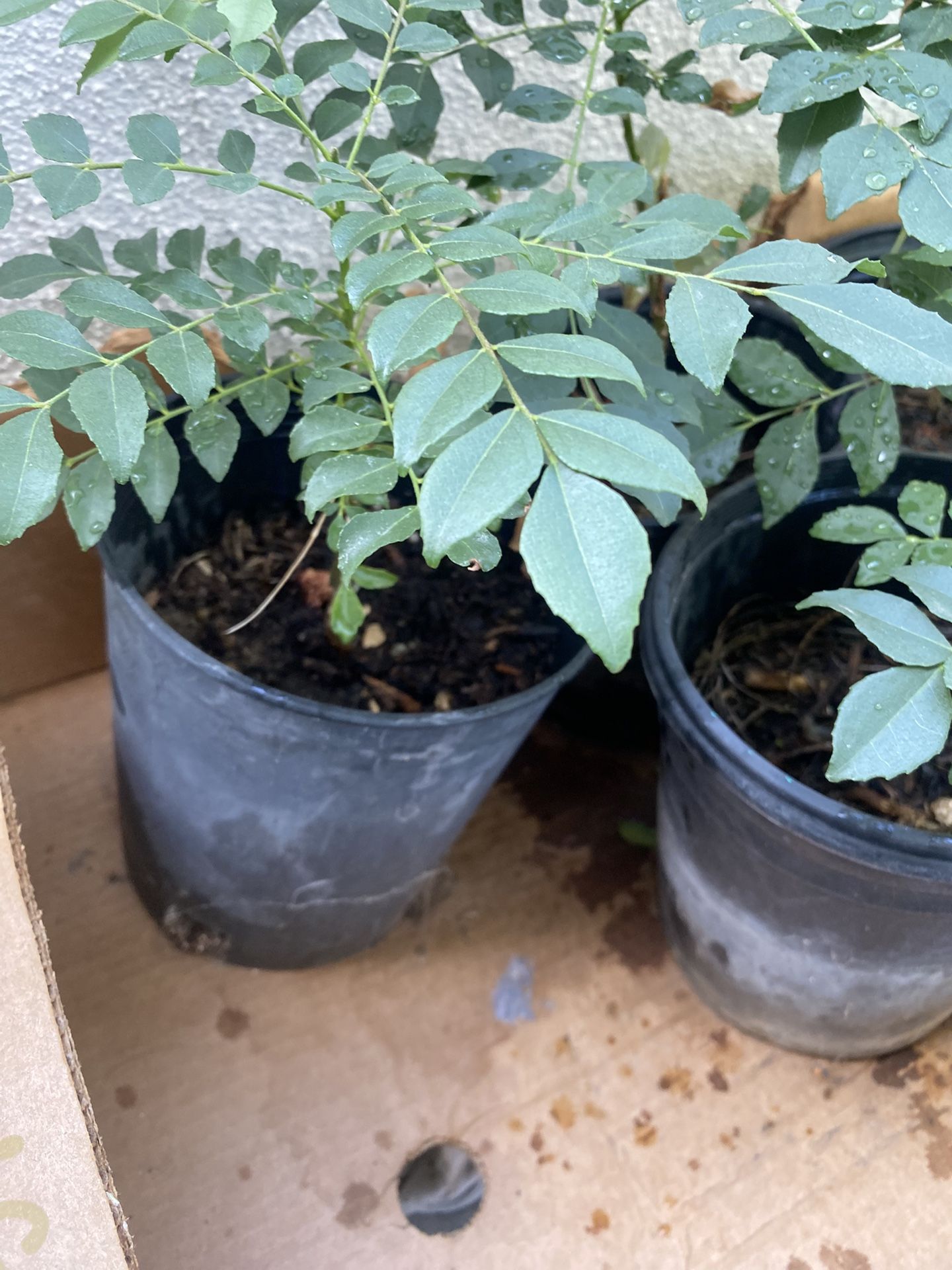 Curry Leaf Plants