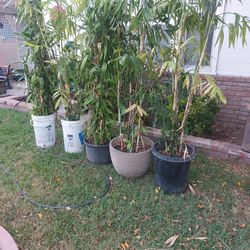 Bamboo Plants 6ft+