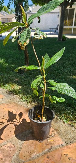 Planta de mispero