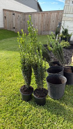 Japanese Holly Trees for Sale