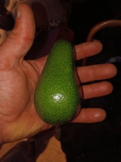 Avocado