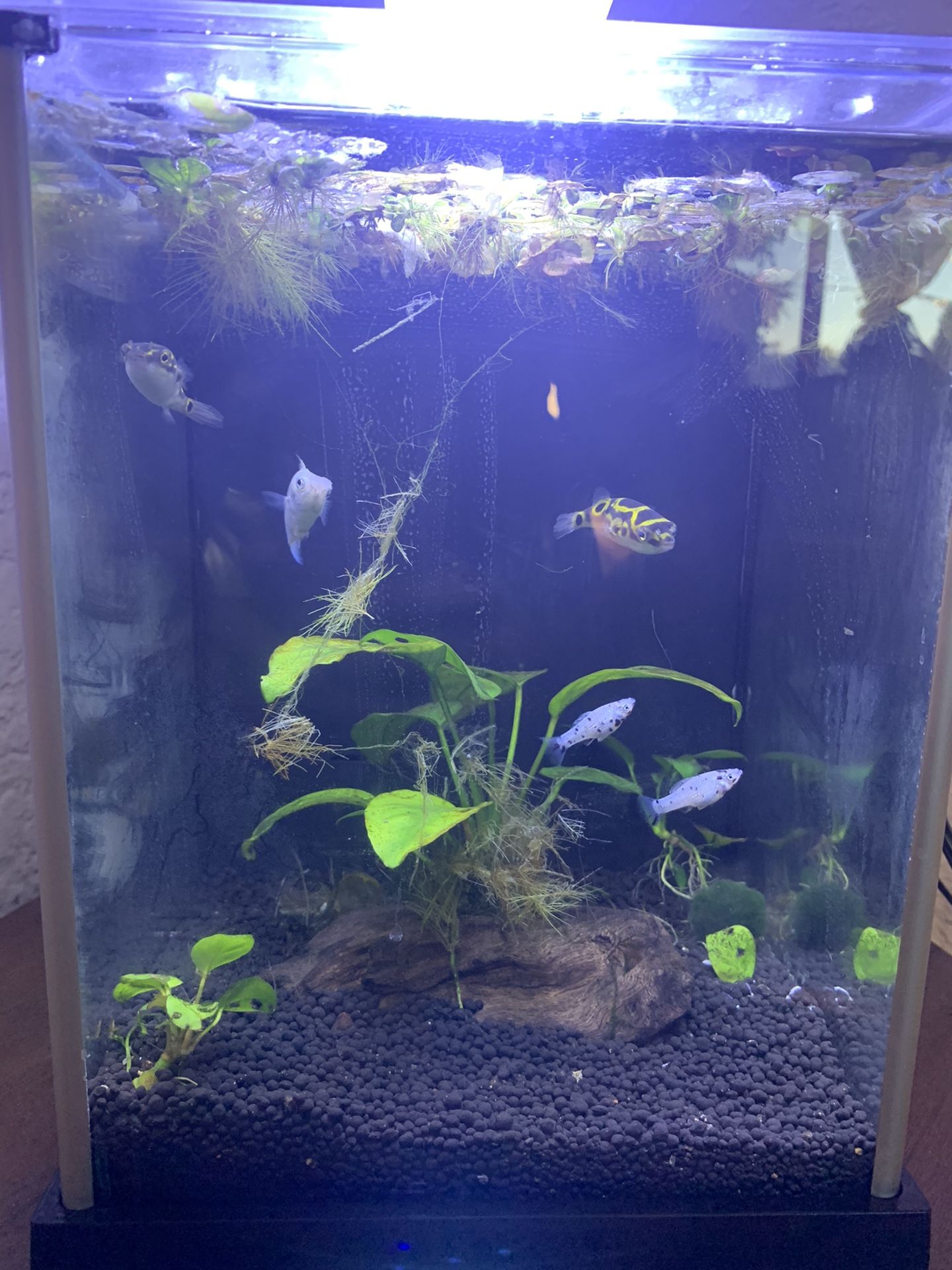 2.6 Gallon Aquarium