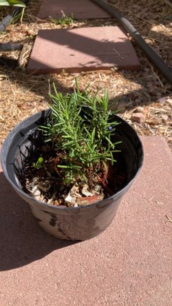 Rosemary