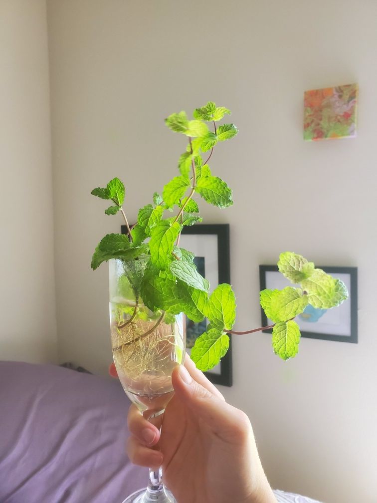 Propagated mint plants