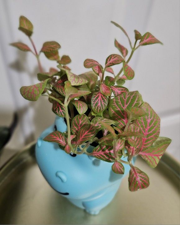 Fittonia plant in Hippopotamus pot