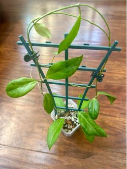 Hoya Incrassata