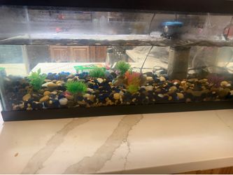 20-Gallon Aquarium with Two Healthy Goldfish