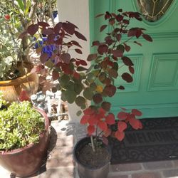Caribbean Copper Tree as of 6/24/26