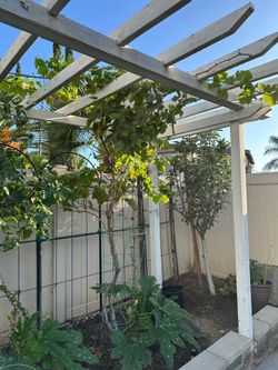 Thompson grape vine