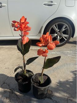 Canna Lily 10$ each