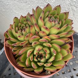 6in Pot Echeveria Succulent 