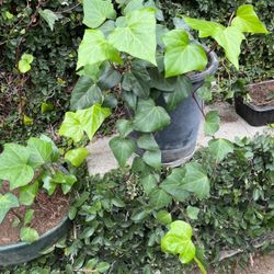 Ivy Plants In Pot Decorative Green Plant