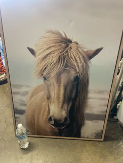 Large horse picture