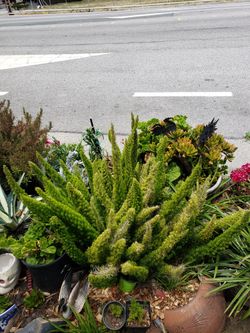 The Foxtail Fern