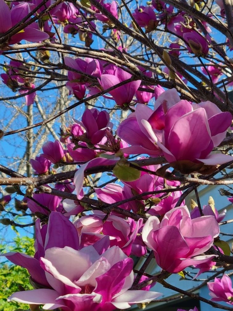 Magnolia Tree