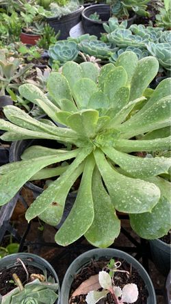 Large succulent plant in 1 gallon pot
