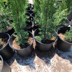 Pine Italian Cypress Tulia