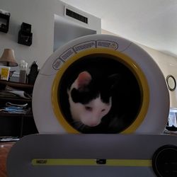 Self-cleaning Cat Litter Box