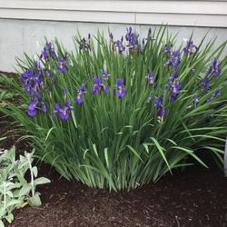 BEAUTIFUL PURPLE IRISES