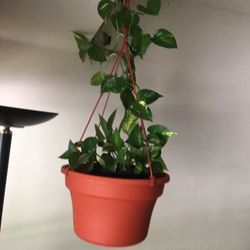 Devil's Ivy (Outdoor/ Indoor) all weather plant