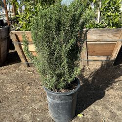 Rosemary Bush