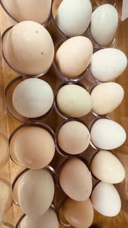 Organic Chicken Eggs