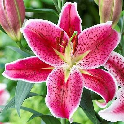 🌺Perennial Lilies