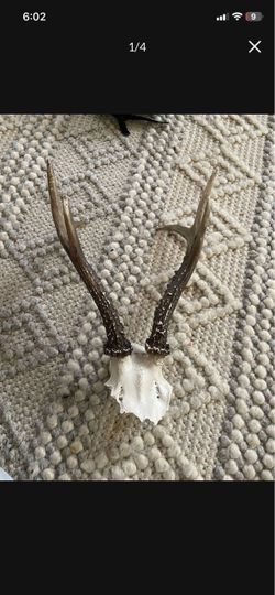 LOW PRICE MOVIN- SMALL ANTLER DECOR