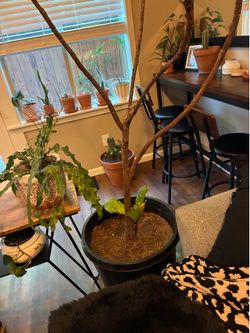 Huge fiddle tree