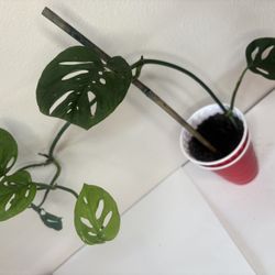 Monstera Adansonii On Stick 