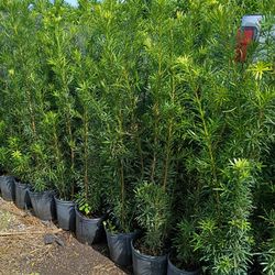 Podocarpus Over 4 Feet Tall Instant Primary Hedge For Fence Green Full