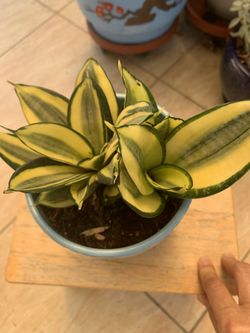 Snake Plant 🪴