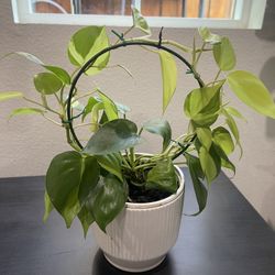 Philodendron 