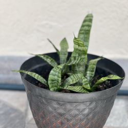 Snake Plant