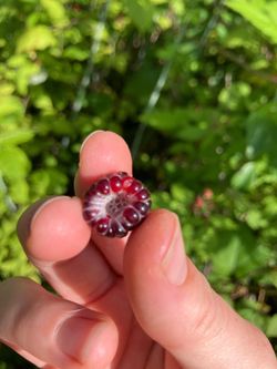 Black raspberry plants