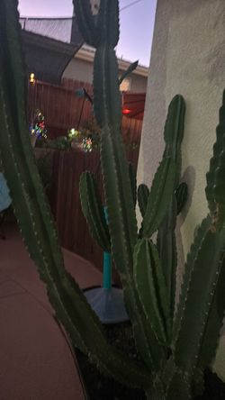 Peruvian apple cactus