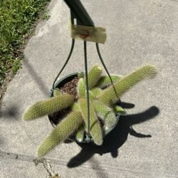 8” Monkey Tail Cactus