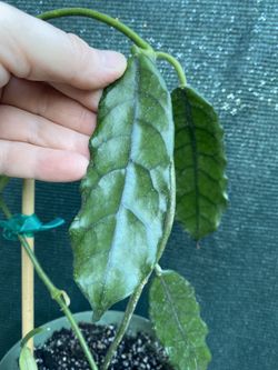 Planta De Hoya Globulosa Plant, In 6 Inch Pot Pick Up Only