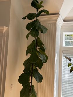 Over 9 ft tall Fiddle Leaf Fig tree with good quality plastic pot