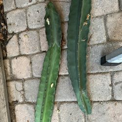 Peruvian Cactus 🌵