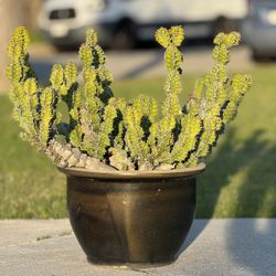euphorbia pseudocactus.           Cactus Succulents Aloe Agave 