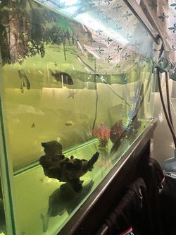80 GALLON AQUARIUM