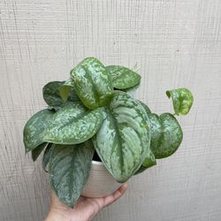 6” scindapsus silver splash