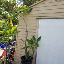 6FT 7 YEARS OLD PLUMERIA TREE 