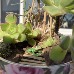 Plant Ornament Planta Succulent Decor Decoration