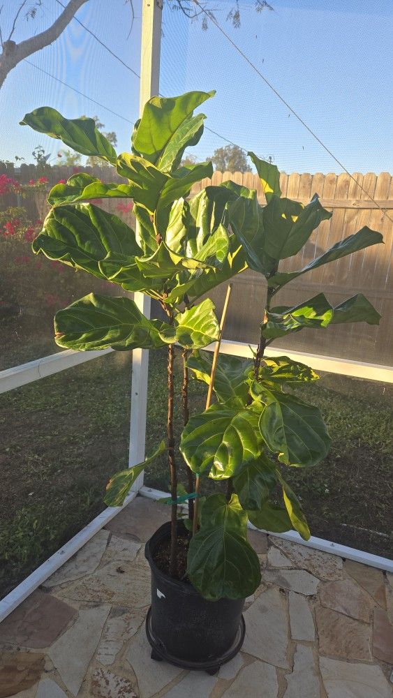 Leaf Fig Live Plant 60" 3 In 1..