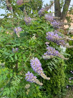 Wisteria live plant 3 feet tall ,