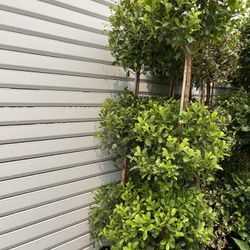 Real Topiary Trees $80 each